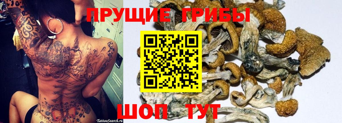 Псилоцибиновые грибы Cubensis Заводоуковск